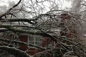 does homeowners insurance cover tree damage and removal?