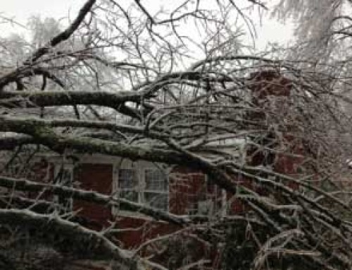 Fallen Trees and Homeowners Insurance