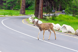 Avoid Deer While on the Road