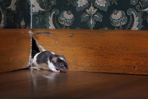 Does Your Homeowners Insurance Cover Damage from Animals and Pests?