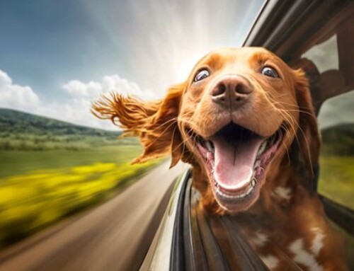 How to Save Money on North Carolina Car Insurance (with an Independent Agent)